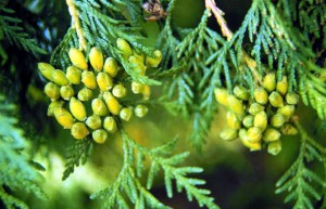 Thuja_occidentalis-1