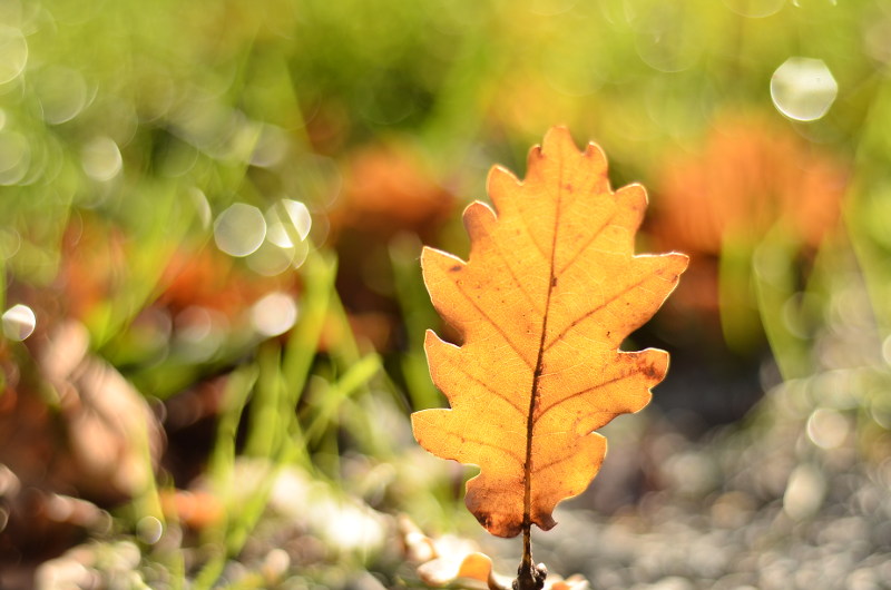 Plum Village Autumn Leaf