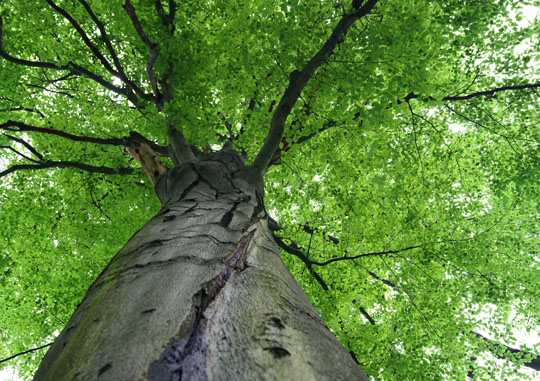 Grand arbre vert pris du bas vers la cîme