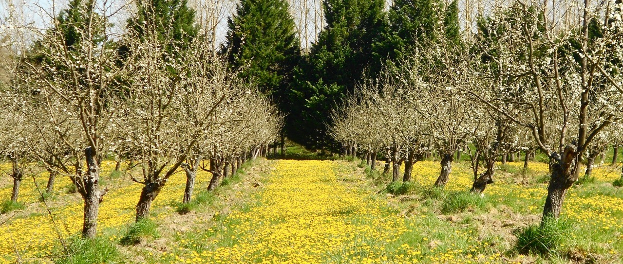 fleurs de prunier