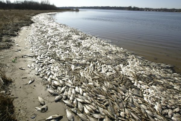 vietnam-dead-fish-600x401