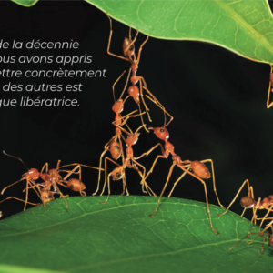 Fourmis en collaboration