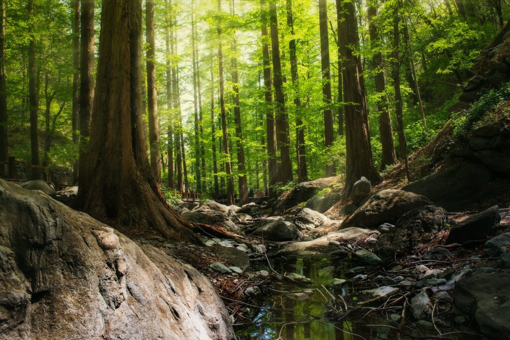 Photography of Forest During Daytime